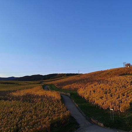 Cocon De Caractere Au Coeur Des Vignes Alsaciennes Lejlighed Bergheim Eksteriør billede