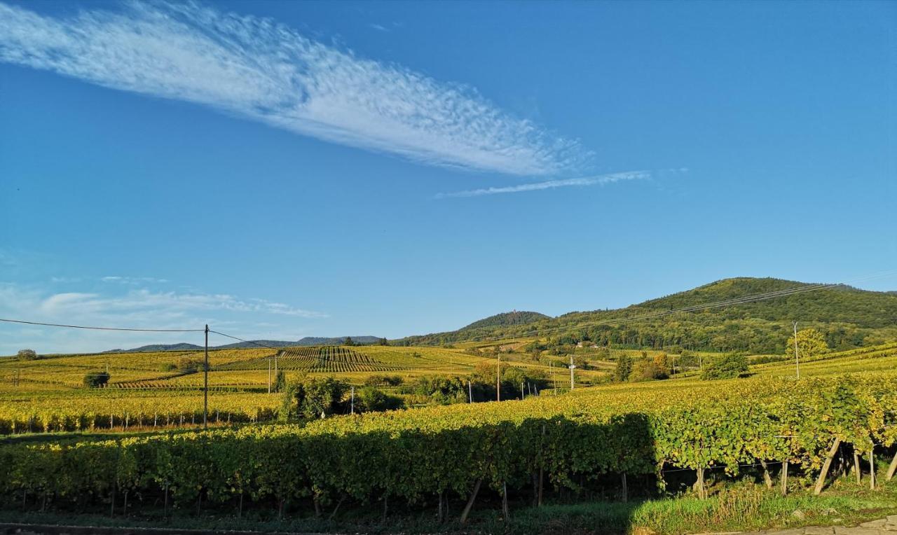 Cocon De Caractere Au Coeur Des Vignes Alsaciennes Lejlighed Bergheim Eksteriør billede