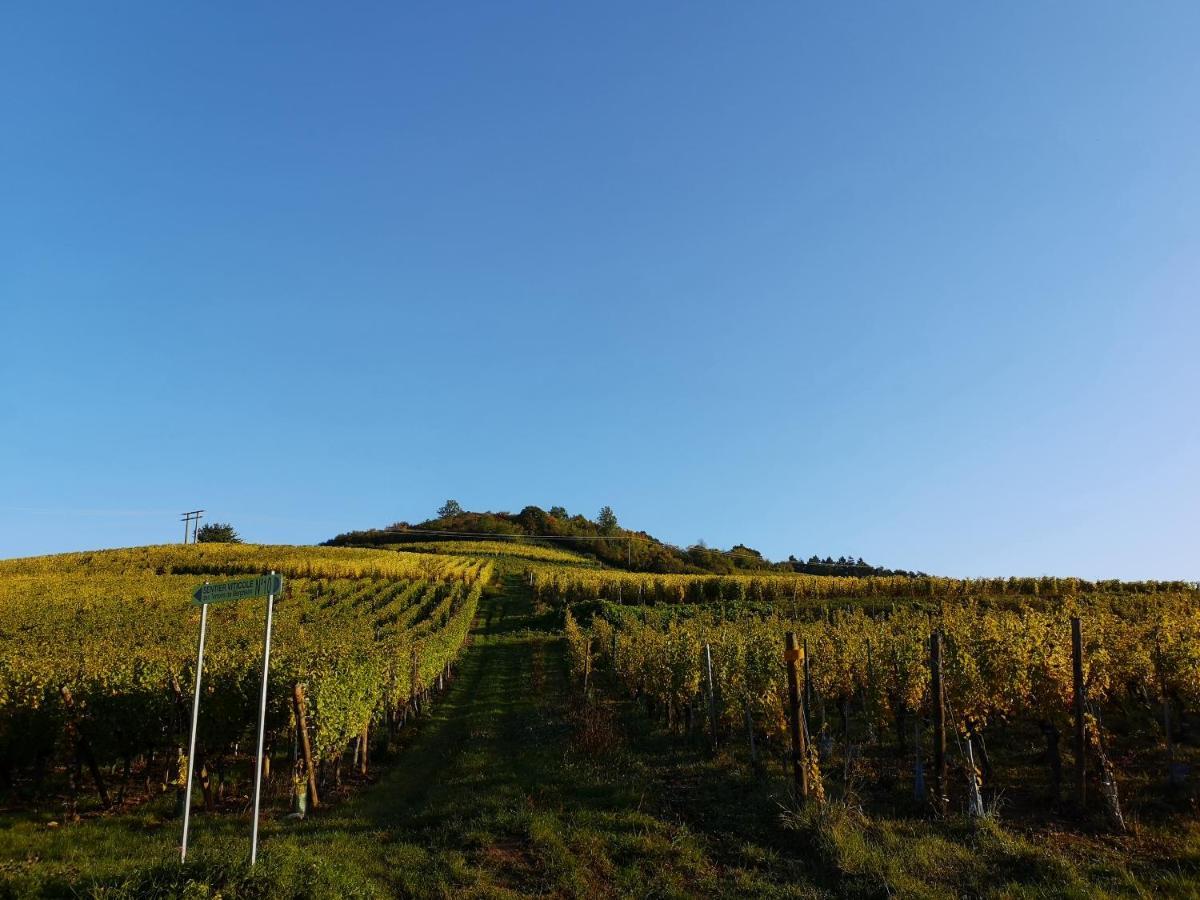 Cocon De Caractere Au Coeur Des Vignes Alsaciennes Lejlighed Bergheim Eksteriør billede