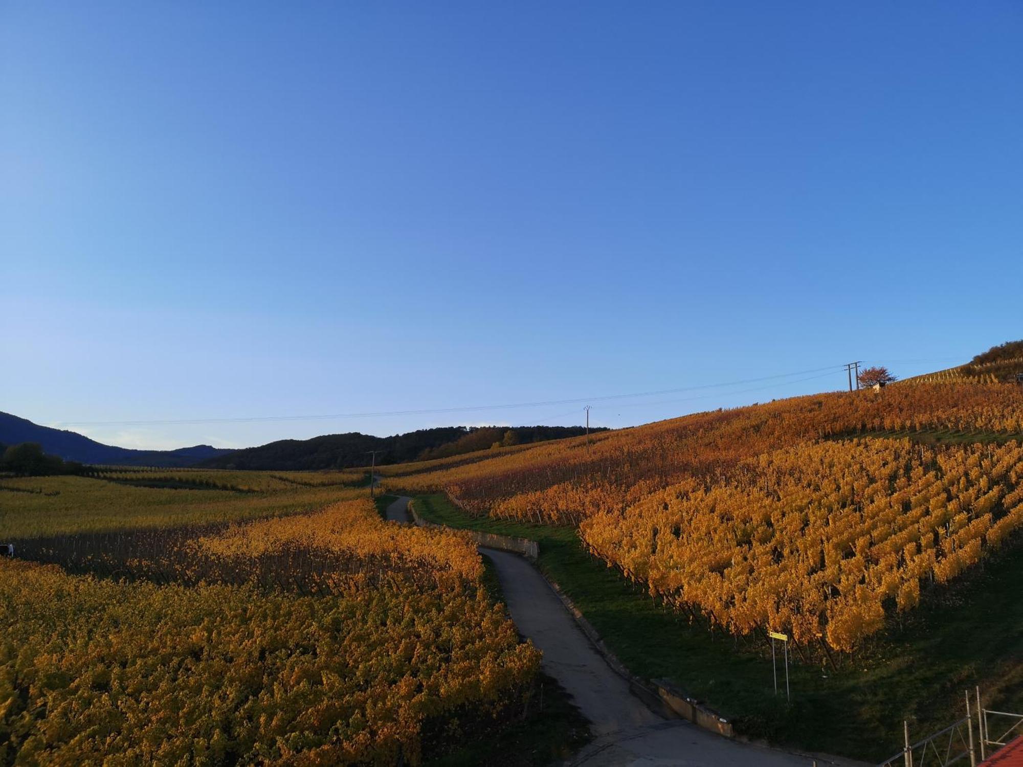 Cocon De Caractere Au Coeur Des Vignes Alsaciennes Lejlighed Bergheim Eksteriør billede